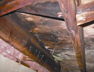 mold and rot in a Macon crawl space
