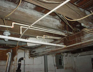 a humid basement overgrown with mold and rot in Richmond Hill