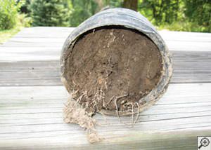 clogged french drain found in Bamberg, Georgia and South Carolina