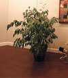 waterproof wood floor for basement remodeling projects in Warner Robins